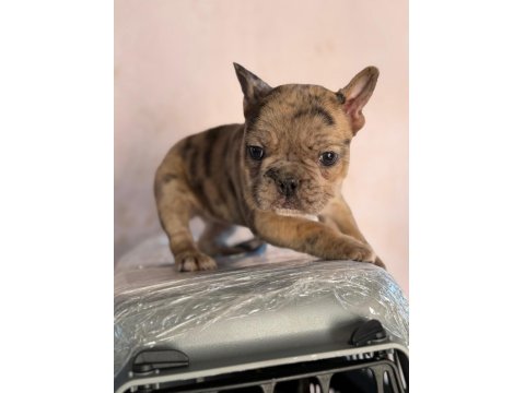 Dişi French Bulldog