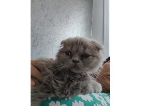 Scottish Fold, İran Persian Kırması Kedimiz