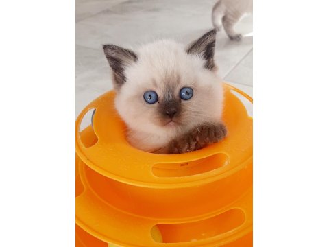 Muhteşem Silver Point British Shorthair
