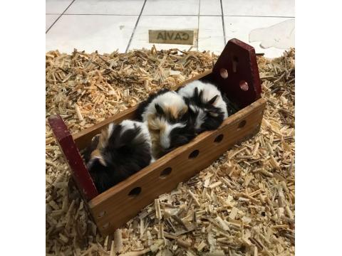 Yavru Ginepigler