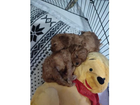 1 Aylık Erkek Toy Poodle Yavru