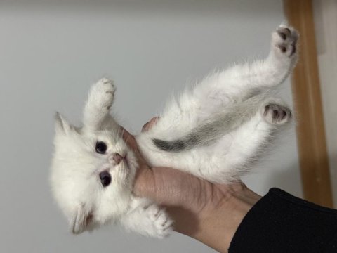 Sevimli Oyuncu Yavru Kediler