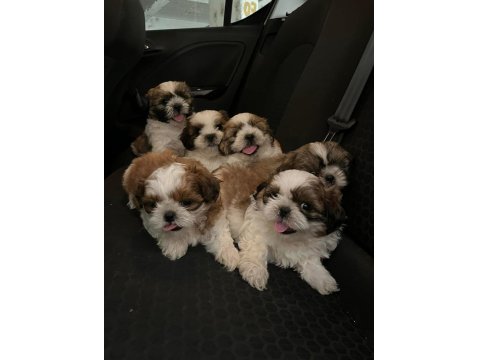 Irk Ve Sağlık Garantili Hypo Mini Shih Tzu Bebekler