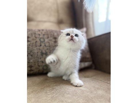 Wcf Kayıtlı Scottish Fold Shorthair Özel Yavrumuz