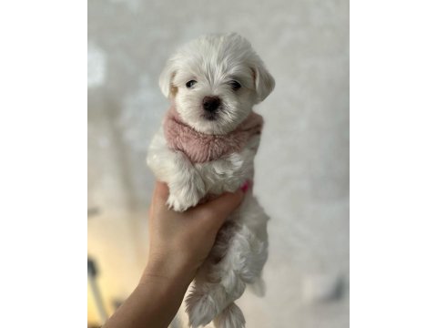 Dünya Tatlısı Terrier Yavruları