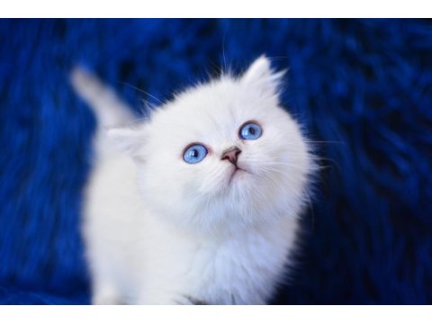 Üst Seviye Silver British Shorthair Yavrumuz Ns1133