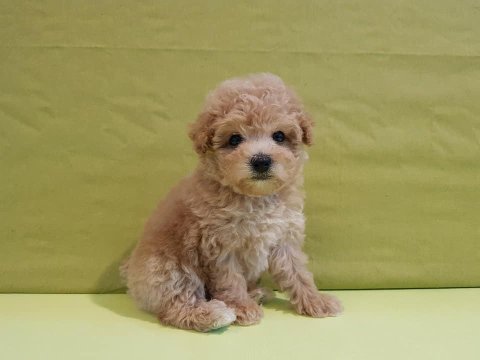 Irk Garantili Maltipoo Yavruları