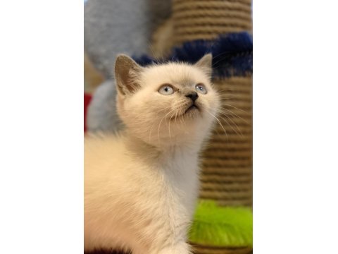 Teslime Hazır British Scottish Yavrular