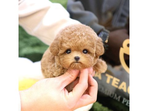 Toy Poodle Yavrusu Köpeklerim