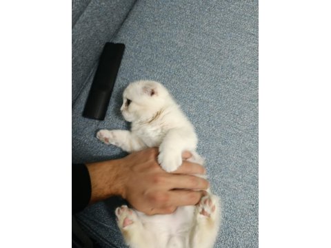 2 Aylık Özel Cream Renk Scottish Fold