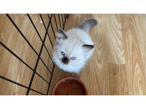 Safkan Ragdoll Yavru Kedilerimiz