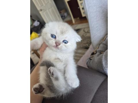 Scottish Fold Yavru Antalya