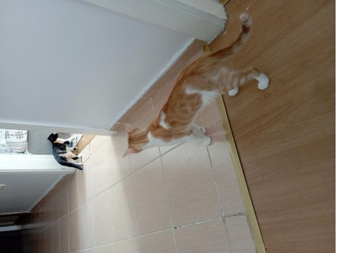 Ücretsiz Sahiplendirme Kedimiz