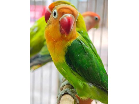 Sevda Cennet Papağanı Yavrular