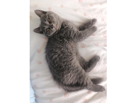 British Shorthair Yavrular