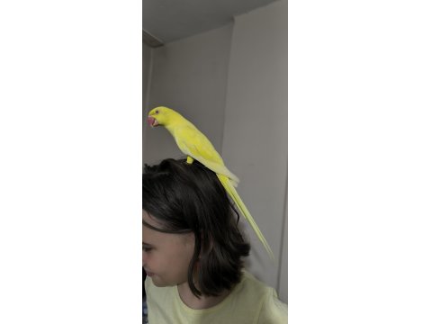 Mutasyon Pakistan Papağanı Evcil