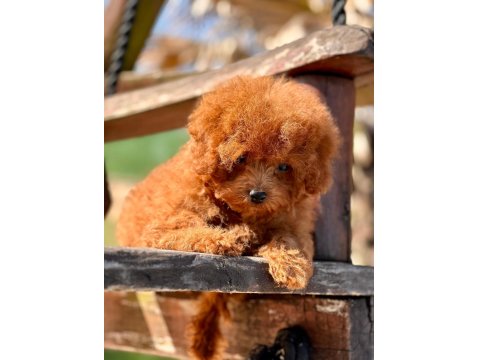 Poodle Çiftliğinden Micro Boy Poodle Yavrularımız