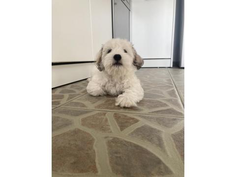 3 Aylık Dişi Maltipoo Yavrumuz Yeni Yuvasını Arıyor
