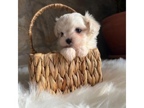 Maltese Terrier Bebek Köpekler