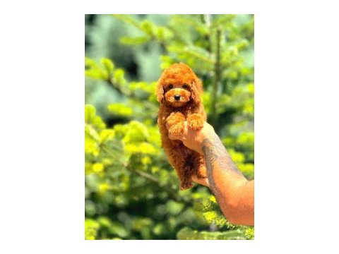 Toy Poodle Birbirinden Güzel Yavrularım