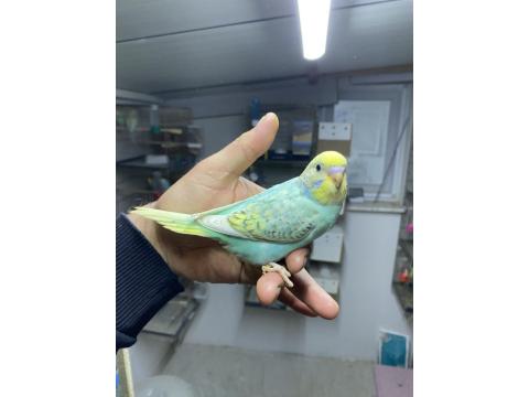 Ele Alıştırmalık Yerli Muhabbet Kuşu Yavrular Yeme Düştü