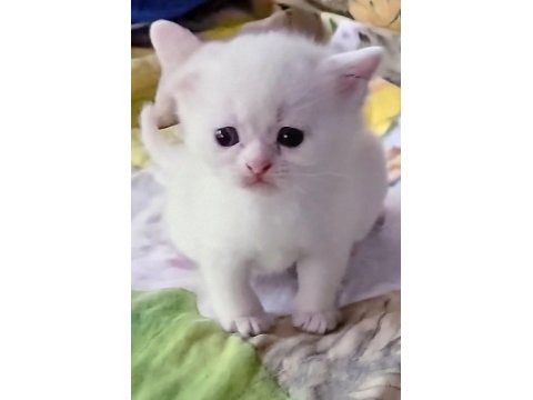Scottish Fold Ve Scottish Straight Kardeşler