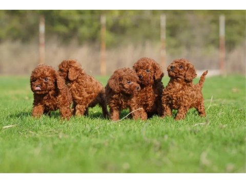 Micro Ayarında Poodle Yavrularımız
