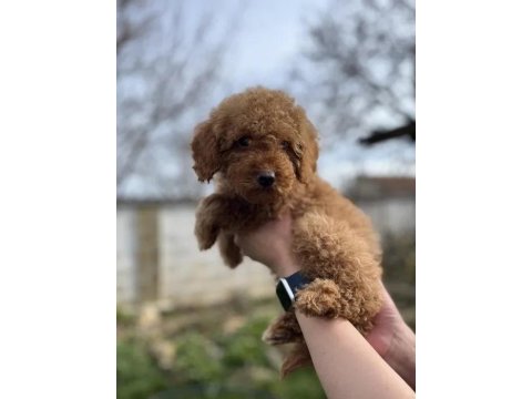 Ev Üretimi Poodle Yavrularımız