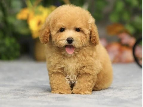 Maltipoo Bebekleri