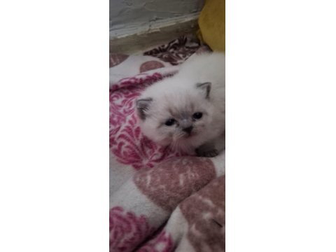 Scottish Fold Bluepoint Kediler Erkek Ve Dişi Mevcut