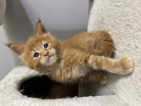 Türkiye'nin Rakipsiz Babasından Maine Coon Yavrular