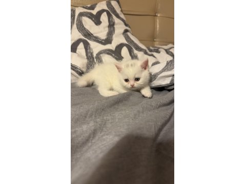 British Shorthair Kedilerimize Güzel Bakabilecek Aile Arıyoruz