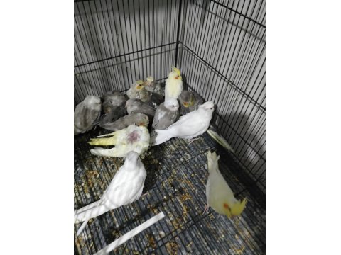 Yeni Yeme Düşmüş Yavru Sultan Papağanlar