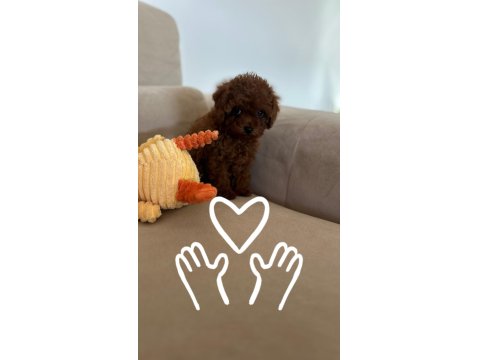 Miniş Serisi Poodle Bebeklerimiz