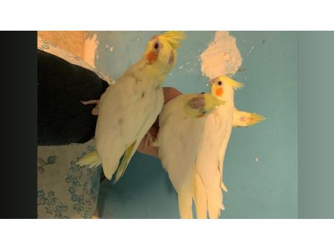 Ele Alıştırmalık Sultan Papağanı Bebekler