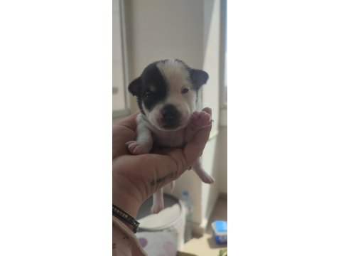 Sahiplendirilecek Chihuahua