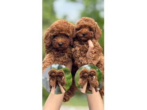 Toy Poodle Bebekler Harika Yavrular