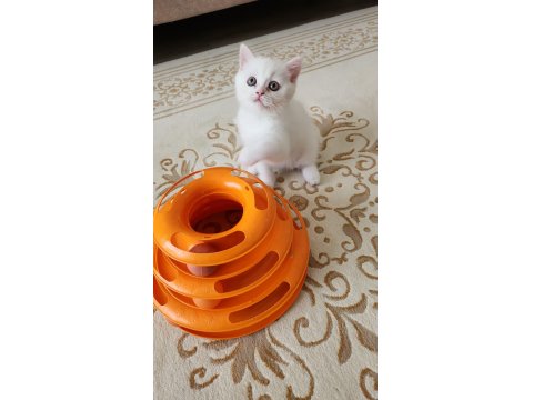 2 Aylık British Yavrumuza Yuva Arıyoruz