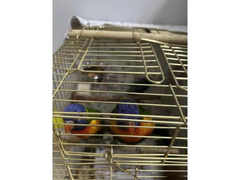 1.5 Yaşında Lori Takım Eşe Yeni Atıldı