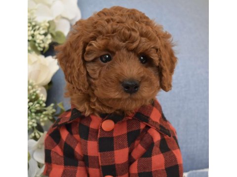 Irk Ve Sağlık Garantili Poodle Bebekler