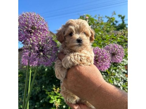 Irk Garantili Maltipoo Yavruları