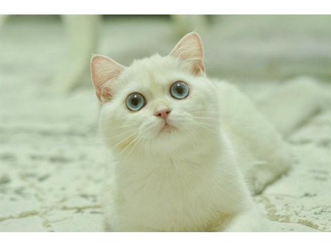 Kaliteli British Shorthair Erkek