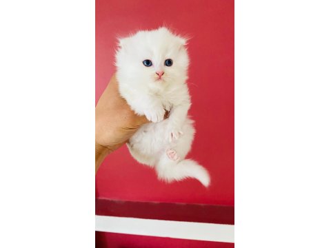 Beyaz British Longhair Pamuk Prenseslerim