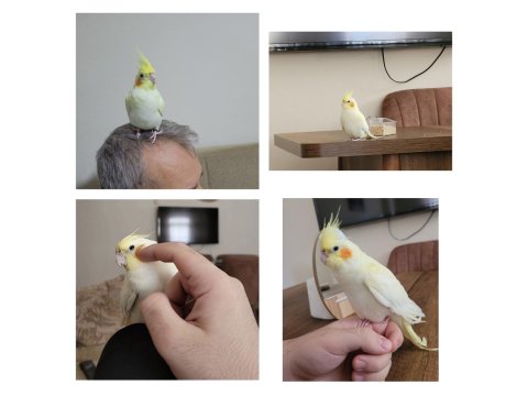 2 Aylık Yavru Sultan Papağanı