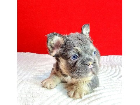 Tr Deki En Yeni Ve Üst French Bulldoglar