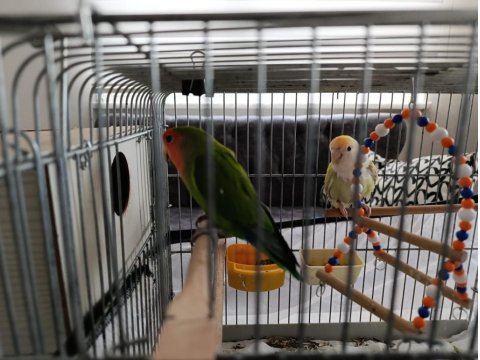 Çift Sevda Papağanı Kafes Vs Dahil