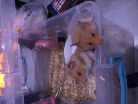 Suriye Hamster Yavruları