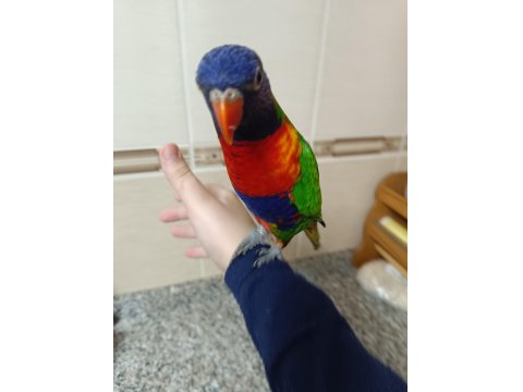 İlgi Bağımlısı Lori Papağanı