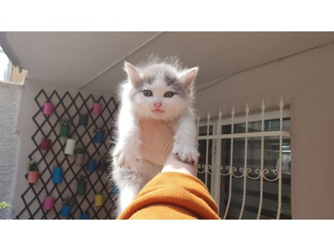 Van Kedisi Kırması 5 Tane Yavru Kedimiz