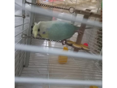 Nadir Irklı Muhabbet Kuşu